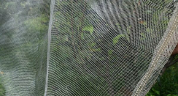 Bird Net
