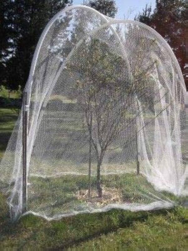 Bird Net