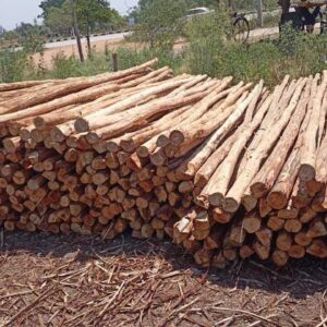 Bamboo