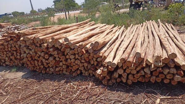 Bamboo